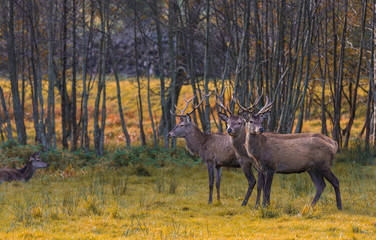 Group of red deers in autumnal meadow .Red deers in nature during autumn