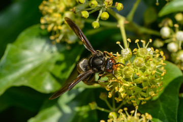 Asiatische Hornisse in der Efeublüte