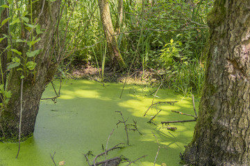 sunny wetland scenery