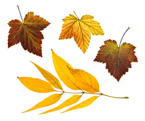 Set of autumn leaves on a white background. An isolated object.