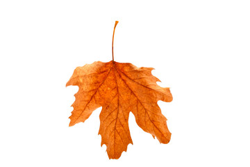 Autumn leaf on a white background. An isolated object.