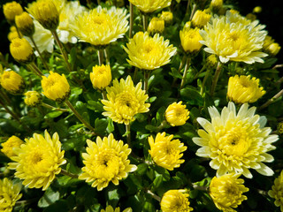 Blooming garden chrysanthemums
