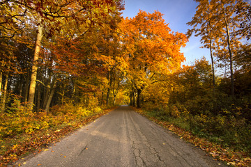 Autumn Road. /Kashubia, Poland 