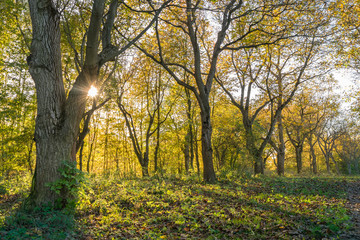 Walnut tree alley in warm autumn light