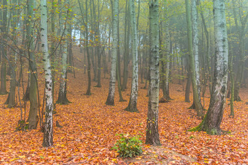 Colorful autumn deciduous forest in light mist