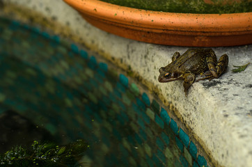 Frog jump, jump - 177260107