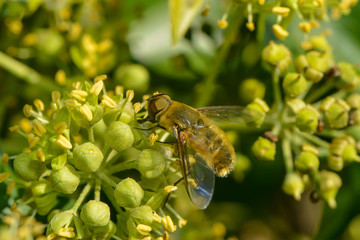 Schwebfliege auf Efeublüte © nounours1