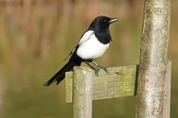 Magpie