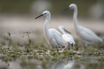 Little Egret