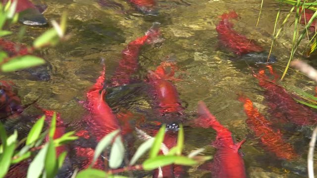 Spawning Kokanee Salmon school swimming in shallow water in rocky bottom stream with bushes