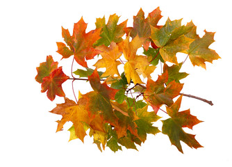 Autumn leaves isolated on white background