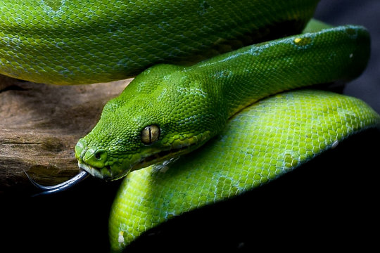 Green Tree Python/ Chondropython azureus/ Morelia Viridis