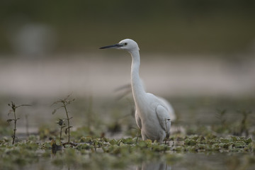 Little Egret
