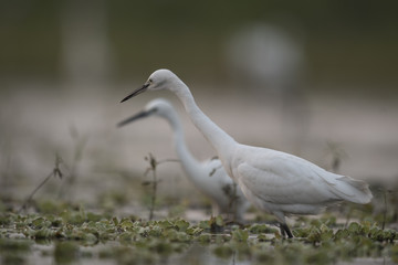 Little Egret