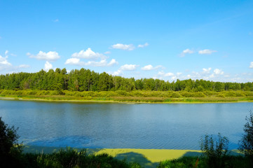 sunny landscape with forest and lake