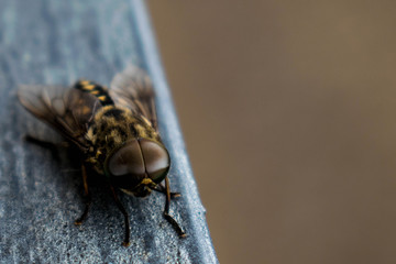The Fly