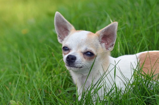 Chihuahua Hündin