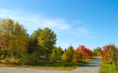 autumn forest park with fallen leaves