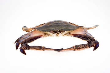 The crab is on a white background