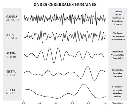 Ondes C&eacute;r&eacute;brales Humaines Diagramme / Illustration Noir et Blanc - Texte en Fran&ccedil;ais
