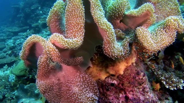 Coral underwater amazing seabed in Maldives. Unique video footage. Abyssal relax diving. Natural aquarium of sea and ocean. Beautiful animals.