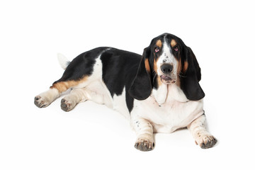 Dog. Basset hound dog on white background