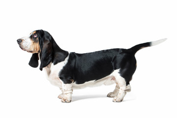 Dog. Basset hound dog on white background