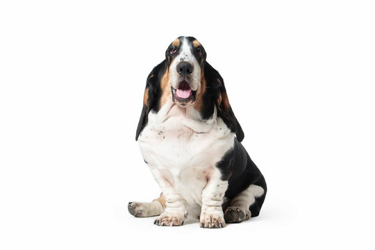 Dog. Basset Hound Dog On White Background