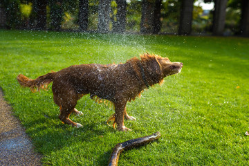 Doggy shaking off water - 177263741