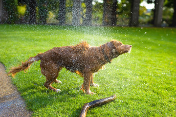 Doggy shaking off water - 177263766