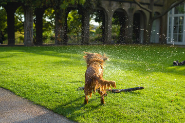 Doggy shaking off water - 177263795
