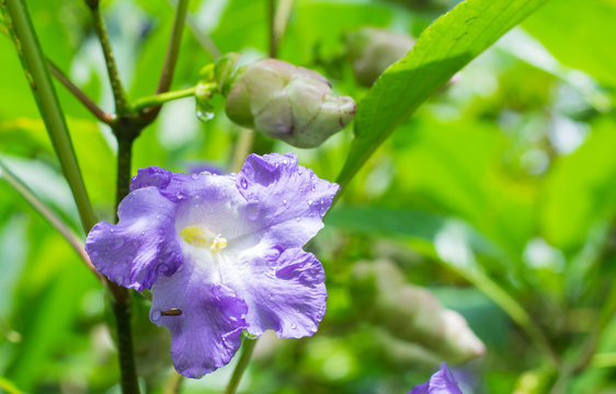 Light purple Karvy flower with an insect on it
