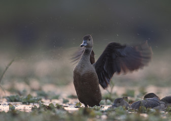 Lesser whistling duck