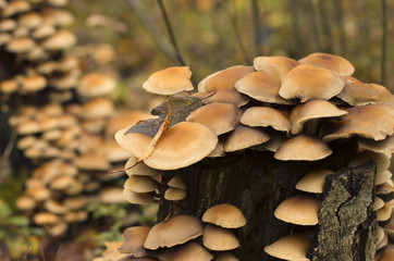 Colony of fungi on a rotten tree stump in autumn with beautiful bokeh