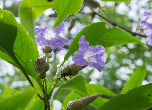 Close up of Karvy flower and buds after rain shower