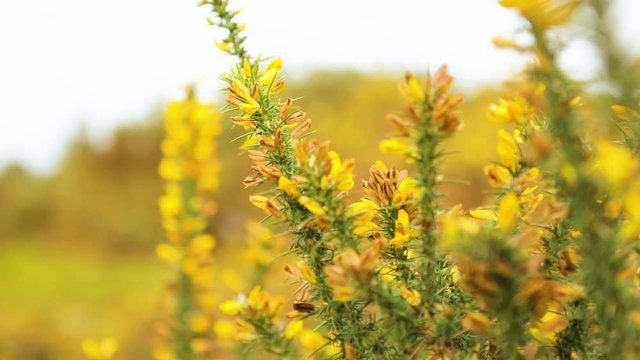 Bright yellow and green Gorse plant close up abstract background shot with bokeh blur. Wild flowers bloom in autumn