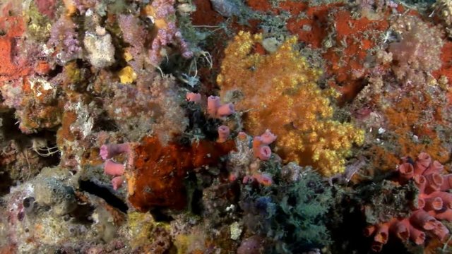 Amazing diversity coral underwater on seabed in Maldives. Unique video footage. Abyssal relax diving. Natural aquarium of sea and ocean. Beautiful animals.