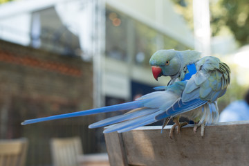 Parrot streching - 177264311