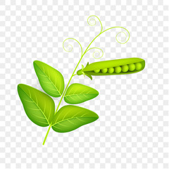 Pea pod with leaves isolate on white background. Vegetable 3d vector. Vector illustration
