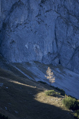 Lärchen im herbstlichen Gebirge, Hochschwab, Österreich