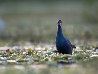 Purple Gallinule
