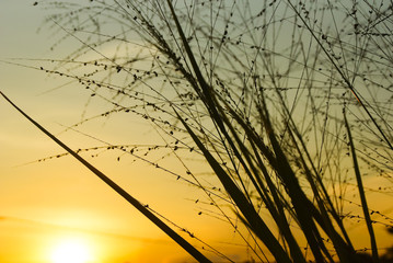 Wild Grass Silhouette Against Golden Hour Sky During Sunset