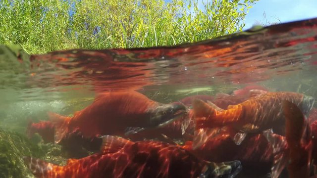 Spawning Kokanee Salmon school in split view of underwater and above water in rocky bottom stream with bushes