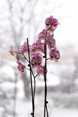 Orchid in winter window - 177264983