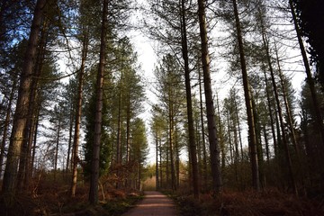 forest