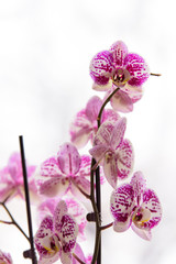 Orchid in winter window - 177264998