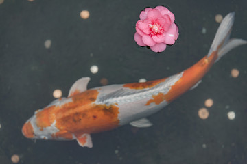 Koi and flower - 177265172