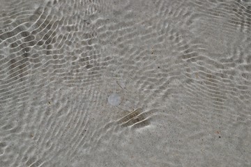 Fototapeta na wymiar White crab in the bay