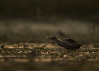 Indian spot billed duck