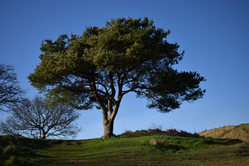 lonely tree